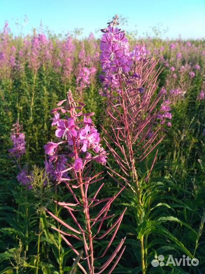 Иван-чай ферментированный (кипрей узколистный )