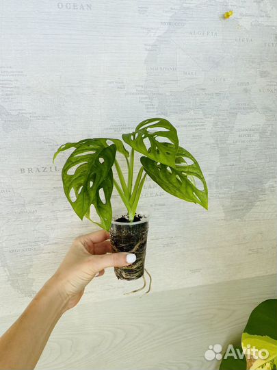 Монстера адансона вариегатная
