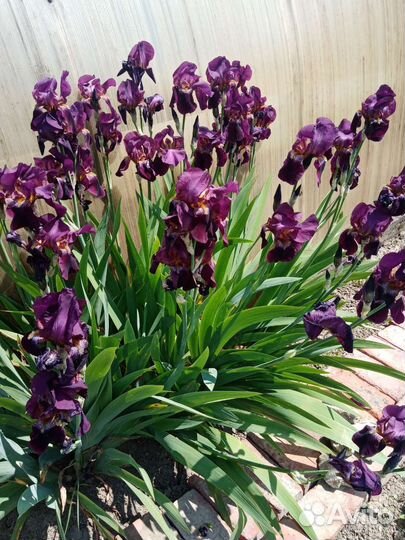 Ирис бордовый