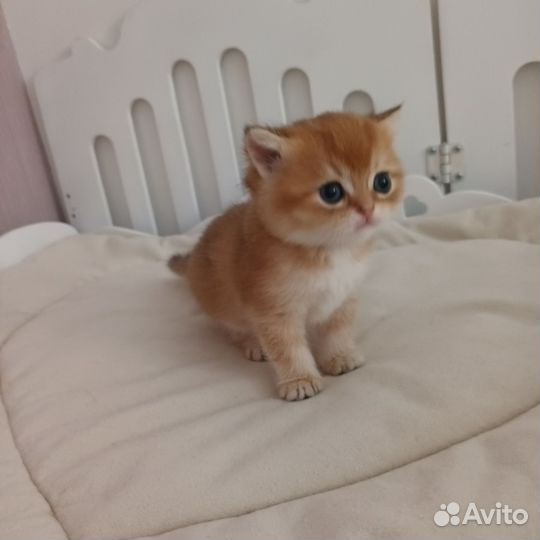 Британские котята