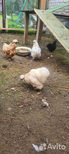 Китайские шелковые куры