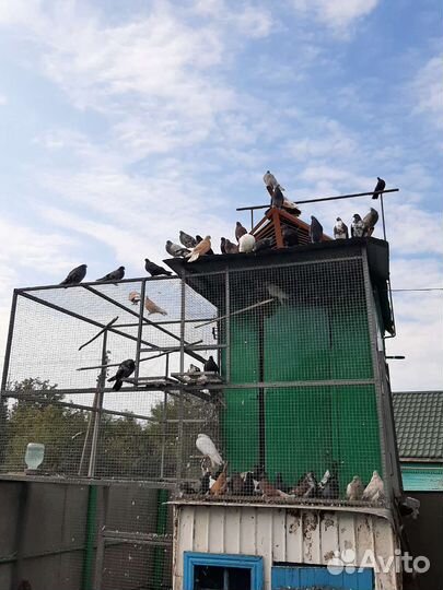 Высоколётные голуби