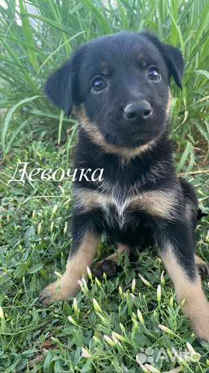 Щенок в добрые руки