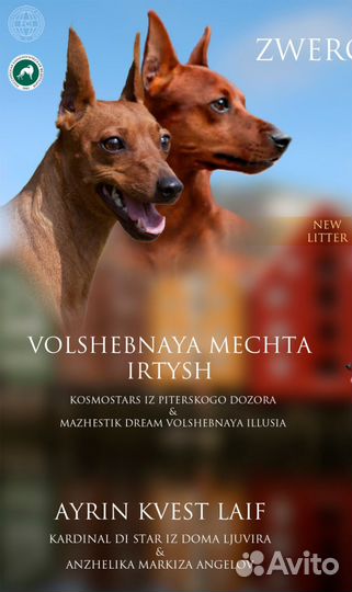 Щенки цвергпинчера