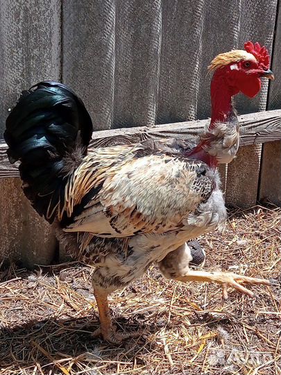 Петух голошейка