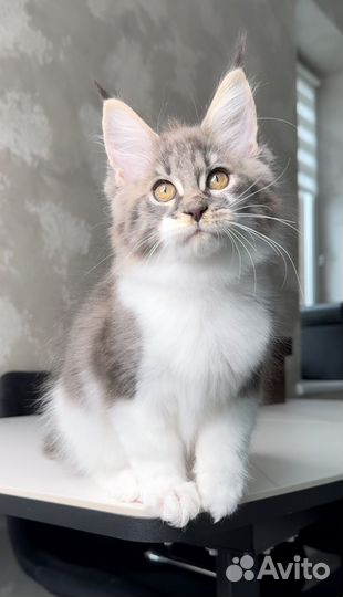 Мейн кун котята