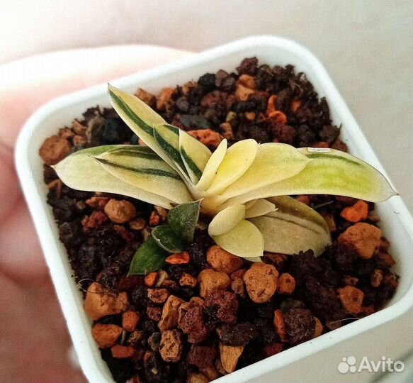 Суккуленты. Гастерии коллекционные