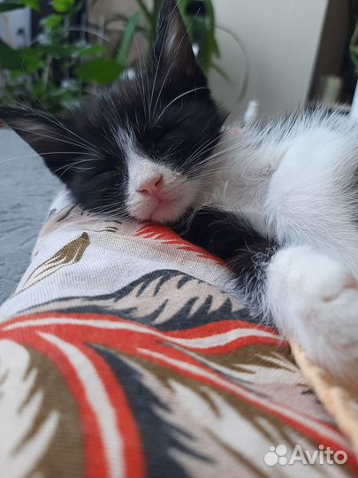 Отдам в добрые руки