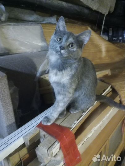 Кошка в добрые руки