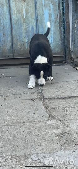 Среднеазиатская овчарка