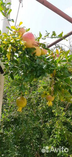 Саженцы граната