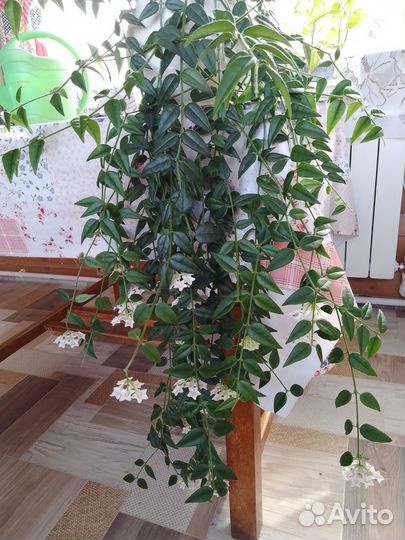 Каланхоэ, хоя мелколистная