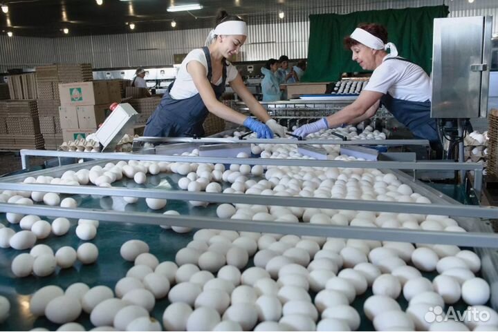 Упаковщик куриных лап Вахта СПб, Великий Новгород