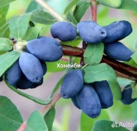 Жимолость Блю банана, хайнеби