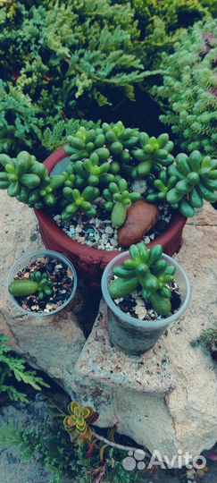 Суккуленты.Эониумы