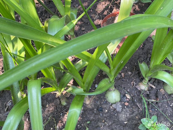 Индийский лук