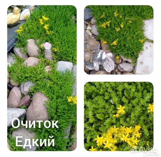 Очиток почвопокровный продам или обмен