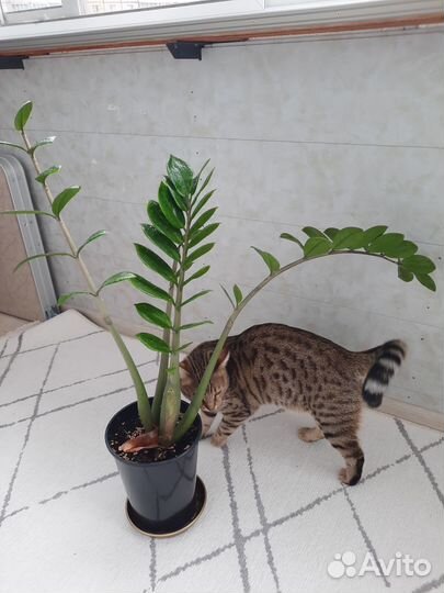 Замиокулькас