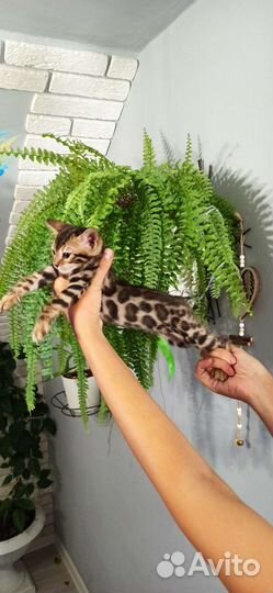 Бенгальские котята