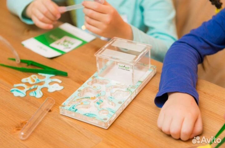 Муравьиная ферма