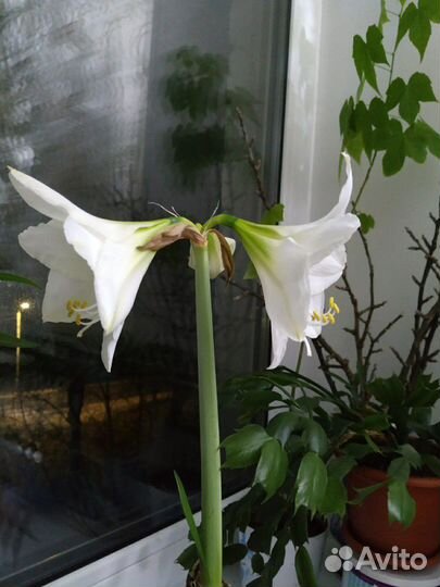 Гипеаструм