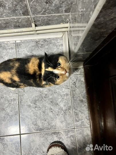 Найдена кошка
