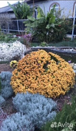 Хризантема