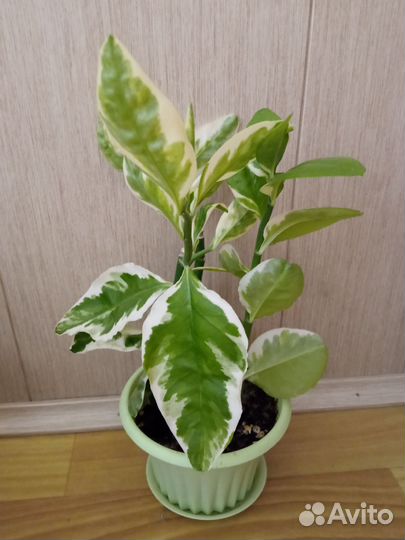 Педилантус (комнатные растения)