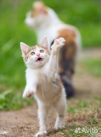 Котенок девочка 2 месяца