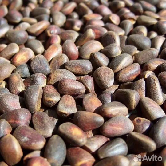 Орех кедровый. Оптом. Сбор Алтай 2022г