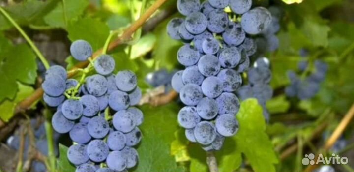 Виноград изабелла на вино.Самосбор
