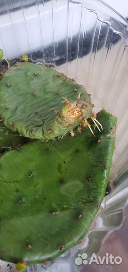 Кактус опунция