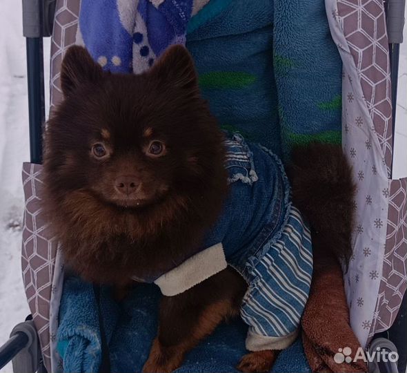 Шпиц вязка
