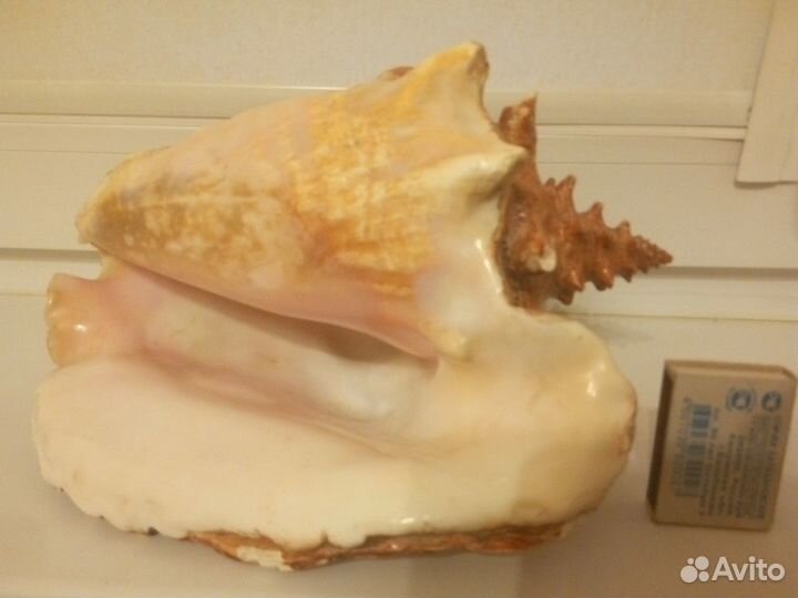 Морская раковина