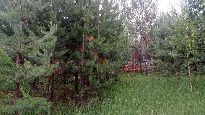 Участок 8,3 сот. (СНТ, ДНП)