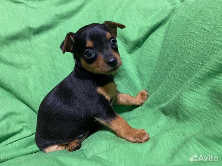 Той-терьер щенки