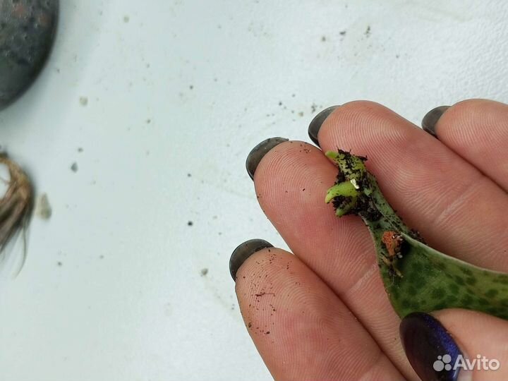 Растения разные