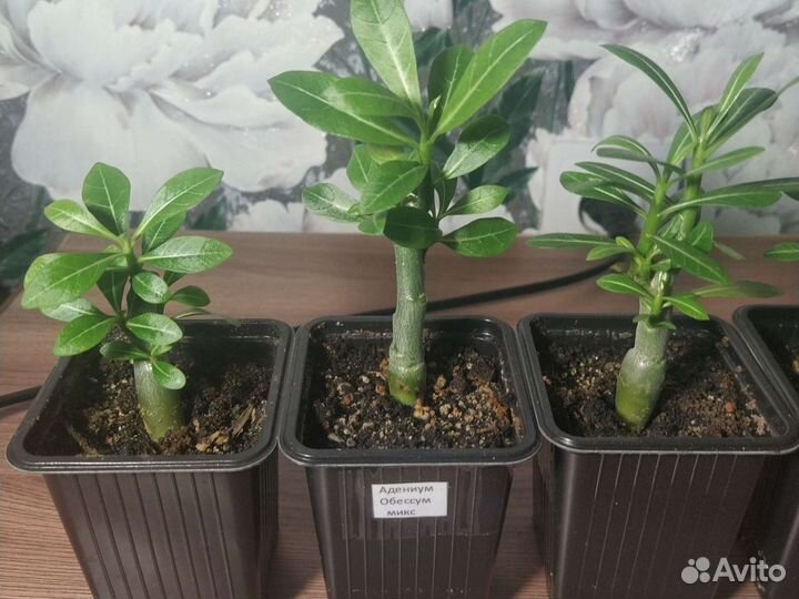Адениум обессум, семена и саженцы