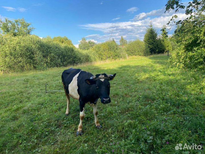 Коровы дойные молочные