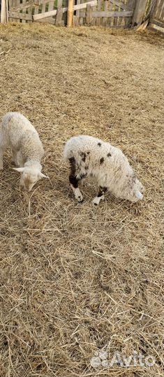 Продам овец