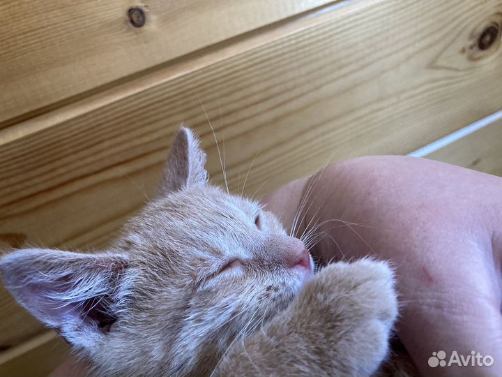 Просто котята, лечебные, с ветпаспортами