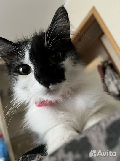 Кошка в добрые руки