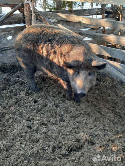 Венгерская пуховая мангалица