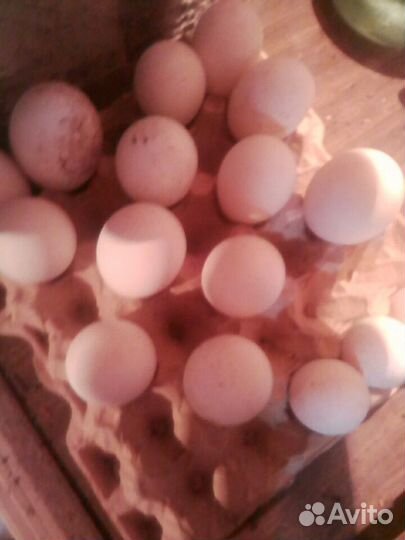 Гусята,Линда и серый,яйцо инкубационные гусиное