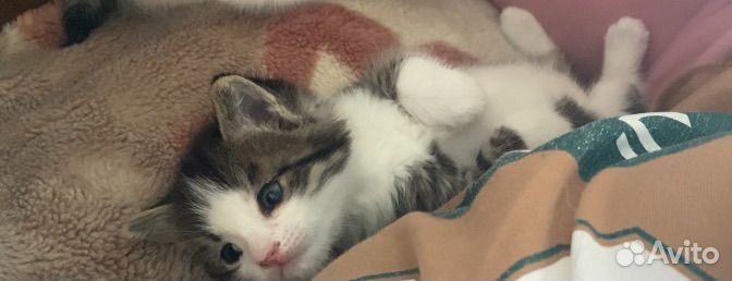 Котик бесплатно