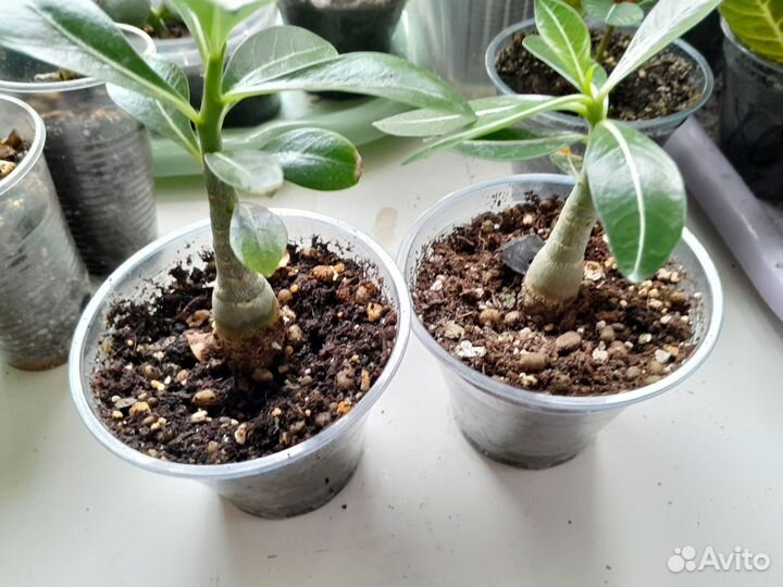 Комнатные цветы