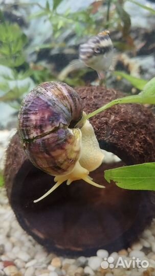 Улитки ампулярии бесплатно