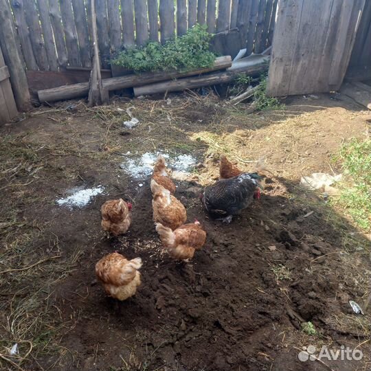 Куры несушки