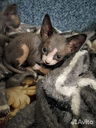 Канадский сфинкс