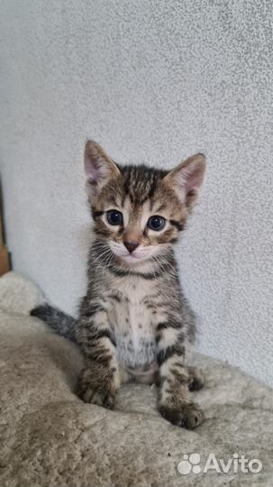 Отдадим прелестных котят